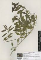 Image result for Erythrococca