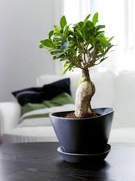 Pin By Ikea Island On Blomapottar Indoor Garden Ikea Plants