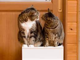 まだまだ貸し出し中 that s still rented 私信 まるです まる 猫 ねこ まだまだ