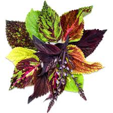 Image result for Coleus pentheri