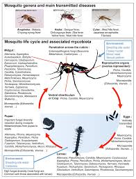 Only the female mosquitoes feed on in leg neurons, ppk301 played a crucial role in sensing the presence of water and in stimulating the mosquitoes to lay eggs in water containing low. Pathogens Free Full Text Mosquito Mycobiota An Overview Of Non Entomopathogenic Fungal Interactions Html