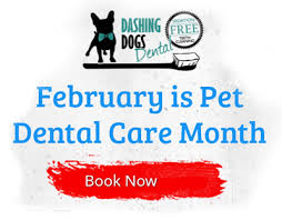 From cat dental care, like toothbrushes and dental treats to supplements and dewormers, we make it easy to valid only on orders shipped within the contiguous 48 u.s. Cat Teeth Cleaning Cost Vancouver Teethwalls
