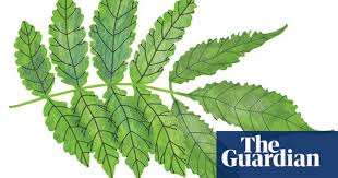 We have just uploaded our british tree leaves guide to our website, just in time for the weekend to get out and see how many you can find! A Spotter S Guide To Broad Leaved Trees Travel The Guardian