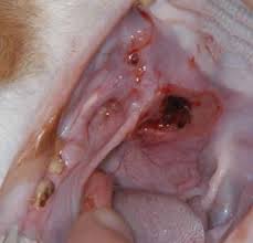 Cats suffering from oral tumors often develop jaw cancer or cancer in the oral cavity. Feline Oral Squamous Cell Carcinoma Fact Sheet Davies Veterinary Specialists