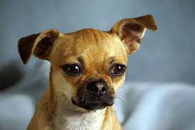 Pug Chihuahua Google Images Very Cute Dogs Cute Chihuahua Chihuahua Love