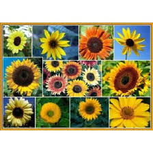Pada pertumbuhannya bunga matahari ini menyukai tempat yang hangat dan tanah yang subur hingga berhumus. Benih Bunga Matahari Merah Atau Sunflower 11 Jenis Mix Import Isi 30 Butir Free Ongkir Se Shopee Indonesia