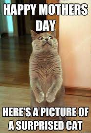 24 Funny Memes For Saying Happy Mother S Day To Your Mom Funny Cat Captions Funny Cute Cats Cat Captions