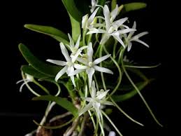 Image result for Abutilon englerianum