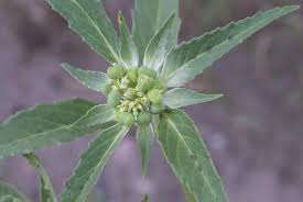 Image result for Euphorbia davyi