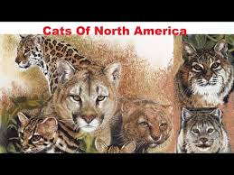 It is a native america and it's the most widely distributed native felid in north america. Cats Of North America All Wild Cat Species Of North America Youtube