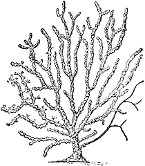 Seafan 26748 Lg Gif 898 1024 Coral Reef Pictures Clip Art Coral Reef Drawing