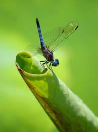 Black And Yellow Dragonfly California Freshwater Insect Pictures National Geographic Pictures Of Insects Blue Dragonfly Dragonfly Photos