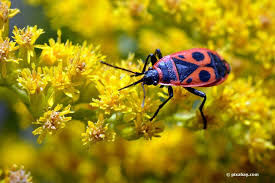 Entdecken sie alle aktuellen news und bilder zu käfer im garten, käfer, sievershausen als ich letzten samstag im garten zu gange war, krappelte an meine unterlage und blieb hängen. Kleine Rote Kafer Im Garten Was Hat Es Damit Auf Sich