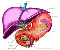 Blood vessels can swell to allow greater. The Liver Swiss Pediatric Liver Center