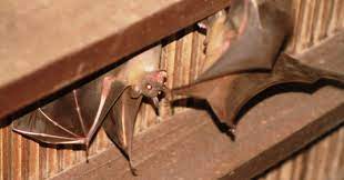 Di dalam sebuah kitab primbon seribu mimpi menjelaskan bahwa jika ada seorang yang mengalami mimpi menagkap jangkrik, maka itu merupakan sebuah pertanda bahwa orang tersebut tidak bisa memecahkan persoalan yang saat ini sedang ia hadapi. Anda Harus Tau Ini Pertanda Kelelawar Masuk Rumah Pada Malam Hari Primbon Jawa Kuno