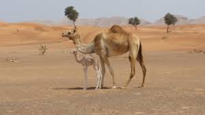 But what do camels eat? I Got To See A Baby Camel With Its Mom In The Uae Today Imgur