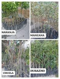 Buenos días Va de nuevo ,quien más va querer plantas frutales o noche  buenas ‼️‼️‼️ Disponibles naranja , mandarina , durazno , cereza y limón  ‼️‼️‼️‼️ 📌🌳🌱🪴