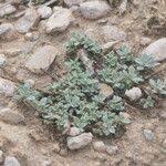 Image result for Euploca ovalifolia