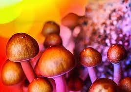 Cannabis And Magic Mushrooms Safe Mix Or Bad Trip
