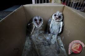 Check spelling or type a new query. Burung Hantu Seharusnya Bukan Untuk Dipelihara Antara News