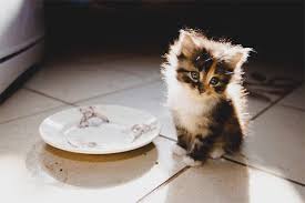 Maybe you would like to learn more about one of these? Apa Yang Perlu Memberi Makan Anak Kucing Dengan Cirit Birit