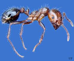 Inflict painful, venomous bites and stings. Red Imported Fire Ant Solenopsis Invicta