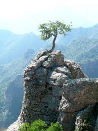 Encino Barrancas Del Cobre Chihuahua Mexico Mexico Nature Natural Landmarks