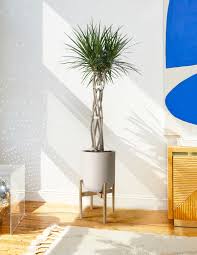 Image result for dracaena