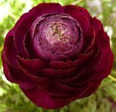 Dark Purple Ranunculus Very Nice Ranunculus Wedding Bouquet Ranunculus Wedding Wedding Bouquets