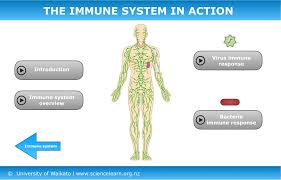 See immune cells stock video clips. The Immune System In Action Science Learning Hub