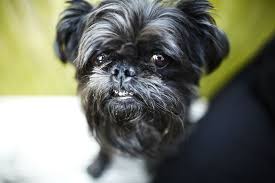Brussels Griffon Griffs Full Profile History And Care