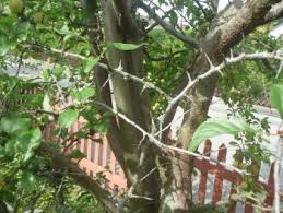 Daher sollte beim einpflanzen dringend auf. Kennt Jemand Diesen Baum Diese Fruchte Haus Garten Forum Chefkoch De