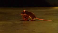 La milla verde (best seller) pdf libros electrnicos gratuitos en todos los formatos para android apple y kindle. Resena La Milla Verde Stephen King Recuerdos E Ilusiones