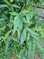 Image result for Searsia leptodictya