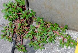 Résultat de recherche d'images pour "beldroega"