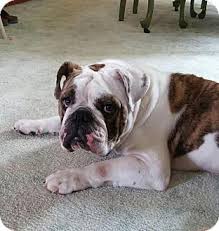 Find the perfect french bulldog puppy for sale in ohio, oh at puppyfind.com. French Bulldog Puppies For Sale Under 1000 In Ohio Pets Lovers