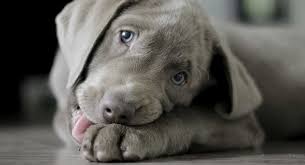 History of silverlabs since the 1920s. Silver Lab The Labrador Retriever With The Most Amazing Coat
