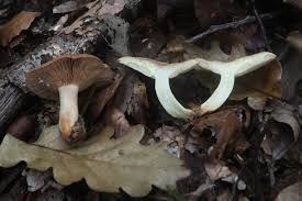 Image result for Lactarius mutabilis