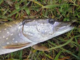 Bab.la är inte ansvarigt för deras innehåll. Optimalt Urval Av Spinning For Fiske Gadda