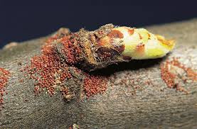 Image result for red mite