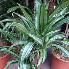 Check spelling or type a new query. Drachenbaum White Jewel Dracaena Fragrans White Jewel Gartencenter Zulauf Pflanzen Kaufen