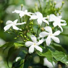 What size of the star jasmine comes with the trellis staked in? Jasmine Star Jasmine Plant Fragrant Flowers Jasmine Flower