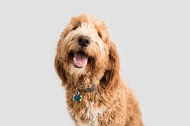 Reputable breeder of goldendoodles, poodles, and bernedoodles, both standard and mini sized see more of best little doodle and poodle ranch on facebook. The Best Poodle Mix To Suit Your Lifestyle