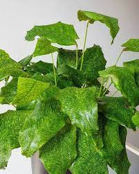 Calathea Musaica Calathea Plants Like Temperatures Between 65 80 And Do Not Like Cold Drafts Or Temperatures Below 55 Calathea Plant Plants Pretty Plants