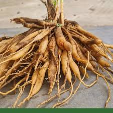 Image result for Asparagus racemosus