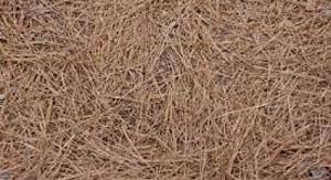 Pinestraw is the fresh fallen pine needles consisting primarily of longleaf and shortleaf pines removed from the forest floor and bailed. Pine Straw Bales Landscape Products
