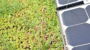 We did not find results for: Rare Orchids Found In City Of London Bank S Rooftop Garden Bbc News