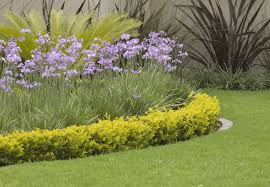 Image result for Fadogiella