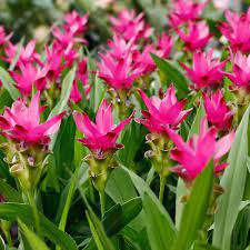 Buy Plants Online India Best Online Garden Store In India Buy Plants Online Plants Online Plants