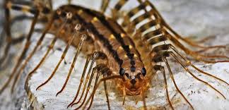 My tiny (300 sq ft) basement apartment is infested with itty bitty black flying bugs! Bugs In Your Basement Why They Re Here And How To Get Rid Of Them Halton Wildlife Services